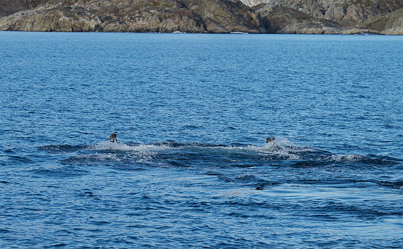 Humpback whale's dive sequence #4