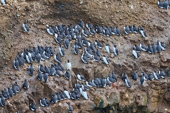 Guillemot Colony, Grimsey, June 2025