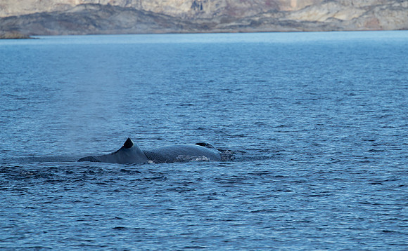 Humpback whale's dive sequence #4