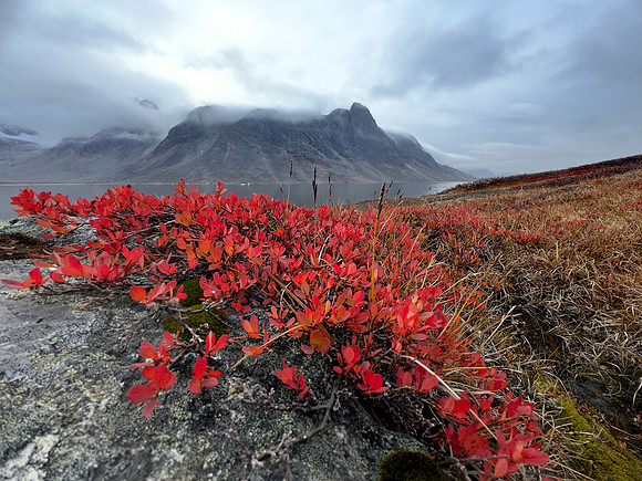 Nature is reclaiming the old base