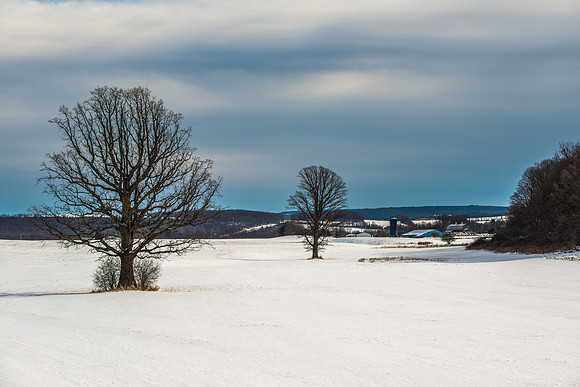 Fabius Farm Morning, 01/23/2016