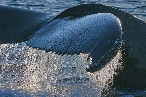 Humpback whale's dive sequence #3