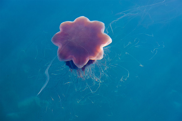 Jellyfish, Sermilik Fjord