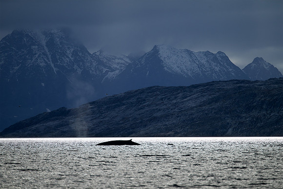 Fin Whale: 2nd largest whale species