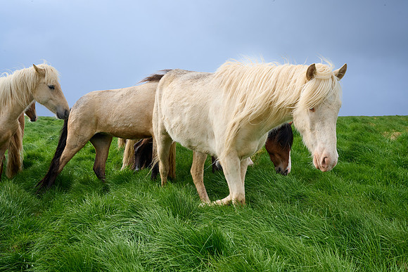 Icelandic Horses, Grimsey, June 2025