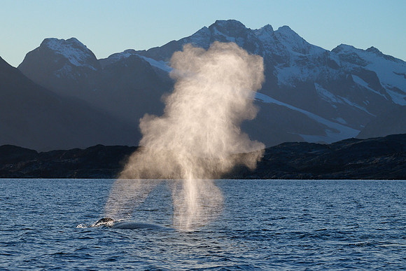 Humpback whale's dive sequence #3