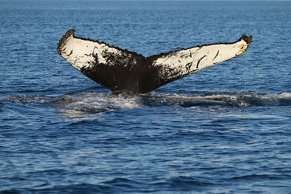 Humpback whale's dive sequence #1