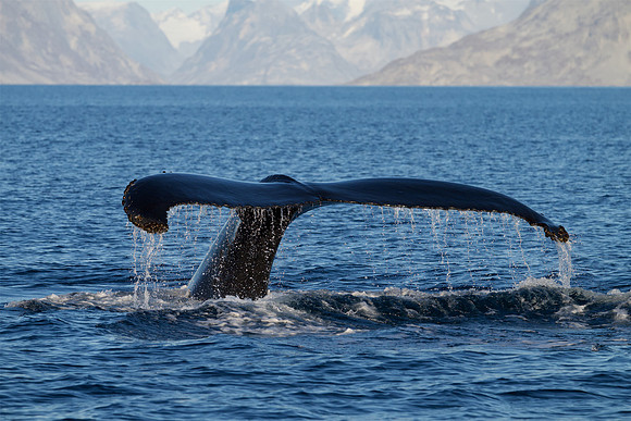 Humpback whale's dive sequence #1