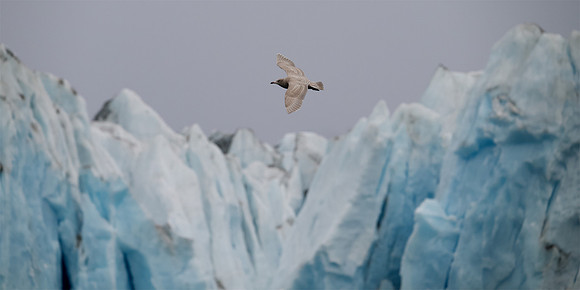 Knud Rasmussen Glacier