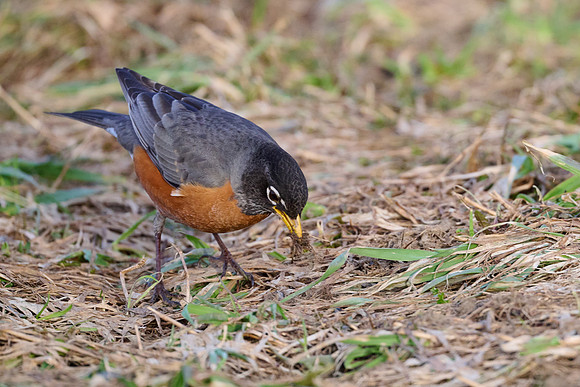 Robin catches worm, sequence #2