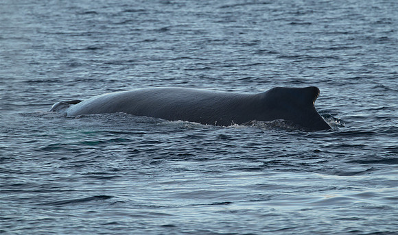 Humpback whale's dive sequence #4