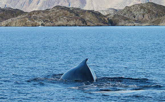 Humpback whale's dive sequence #4