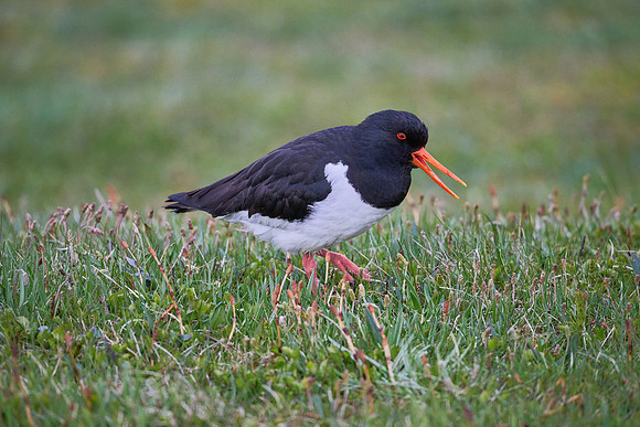 Eurasian Oystercatcher, Grimsey, June 2025