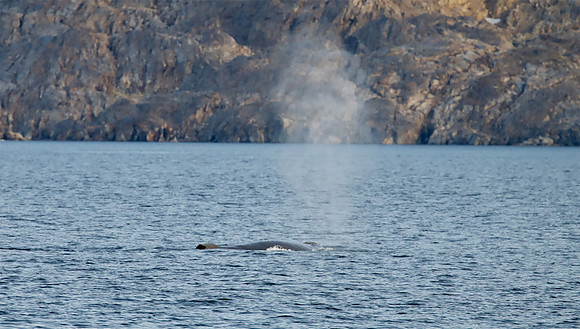 Humpback whale's dive sequence #4