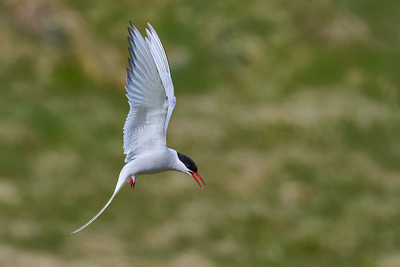 Arctic Tern, Grimsey, June 2025