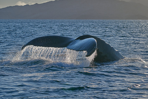 Humpback whale's dive sequence #3