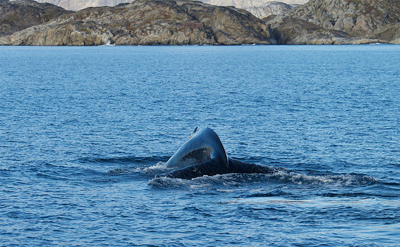 Humpback whale's dive sequence #4