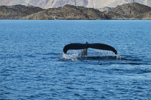 Humpback whale's dive sequence #4