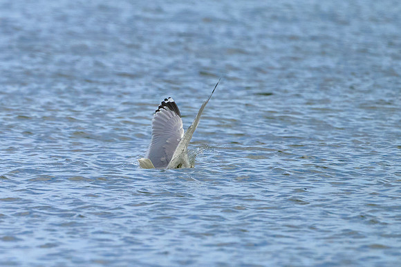 Seagull Dive 02, May 2025
