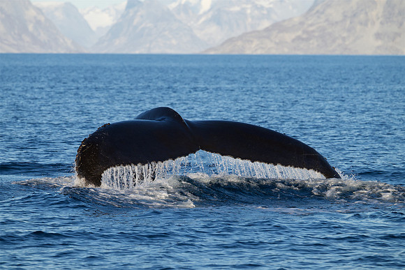 Humpback whale's dive sequence #1