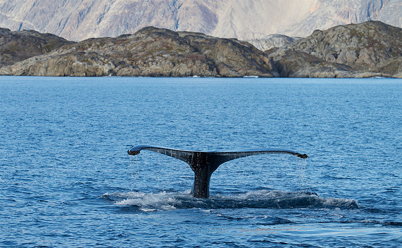 Humpback whale's dive sequence #4