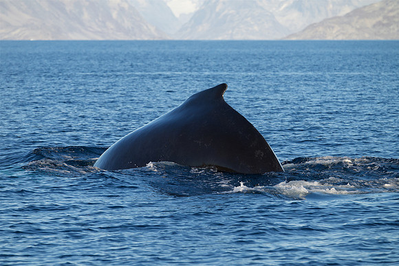Humpback whale's dive sequence #1