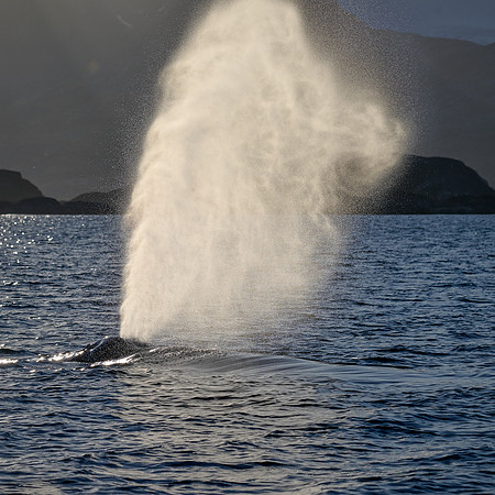 Thar She Blows!
