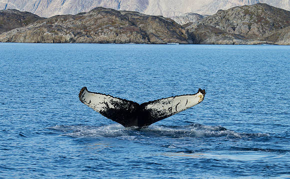 Humpback whale's dive sequence #4