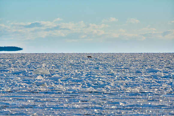 Coyote on Ice! 2022-01-29