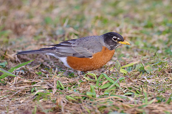 Robin catches worm, sequence #2
