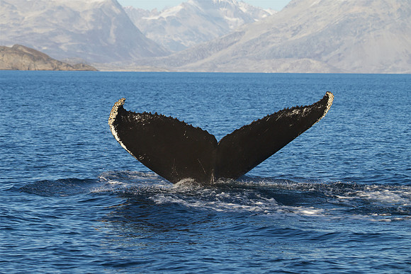 Humpback whale's dive sequence #2 Black Fluke