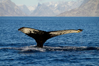 Greenland (east), Whales