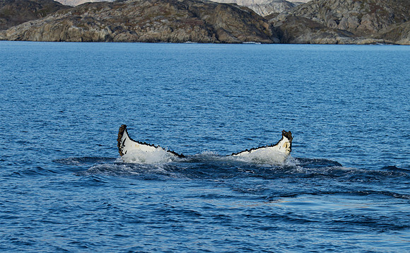 Humpback whale's dive sequence #4