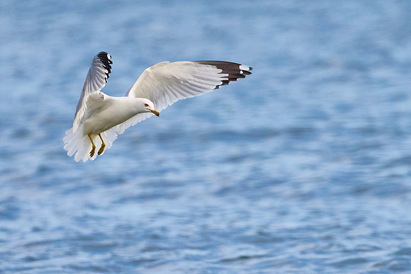 Seagull Dive 01, May 2025