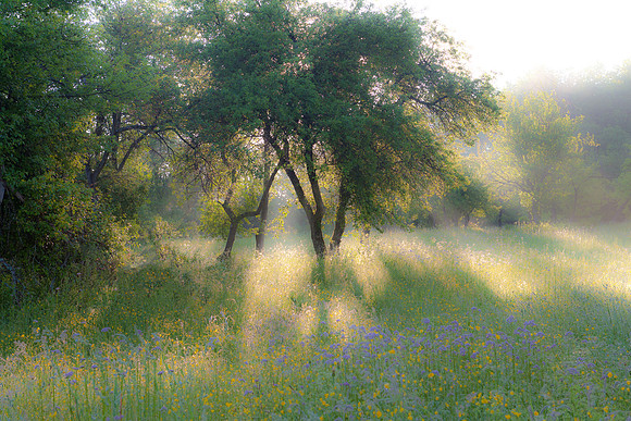 Spring Dreams