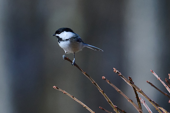 Chickadee