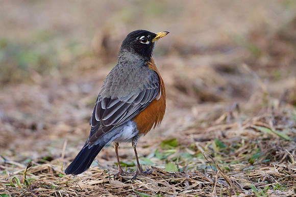 Robin catches worm, sequence #1