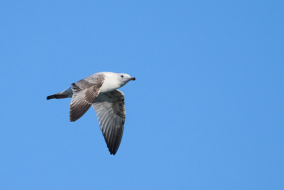 Seagull, April 2025