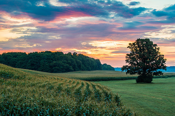 Fabius Farm Morning, 08/13/2016