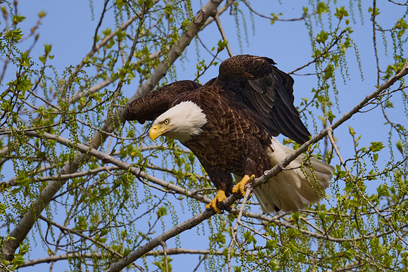 Bald Eagle, May 2025