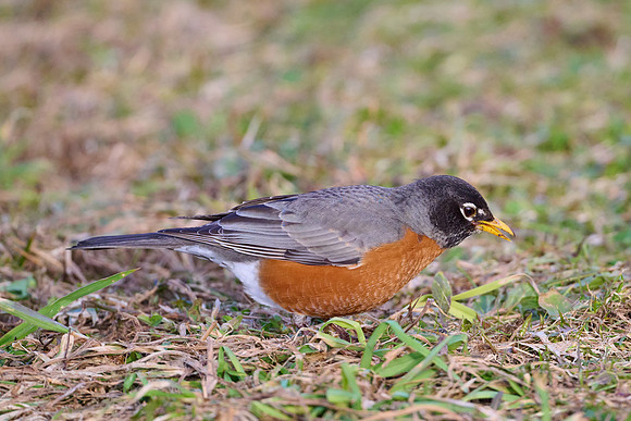 Robin catches worm, sequence #2