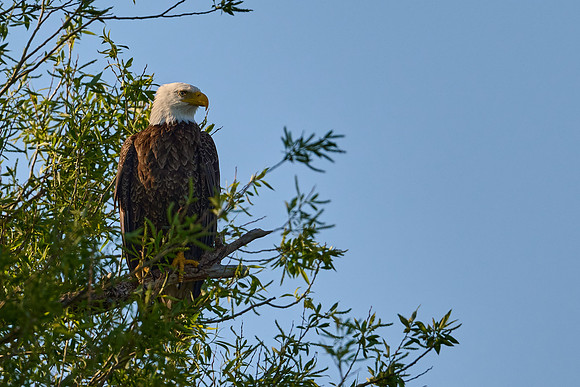 Eagle at Rest, May 2025