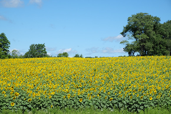 Kinzua Sunflowers, Allegheny National Forest