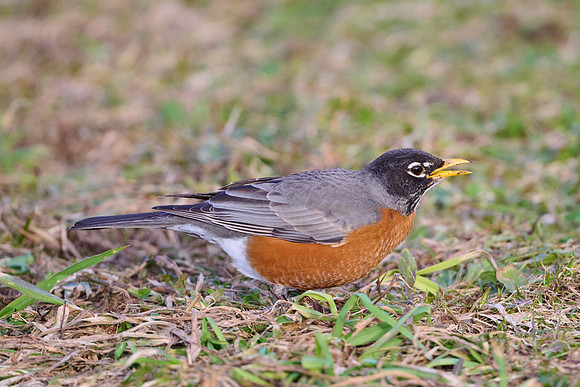 Robin catches worm, sequence #2