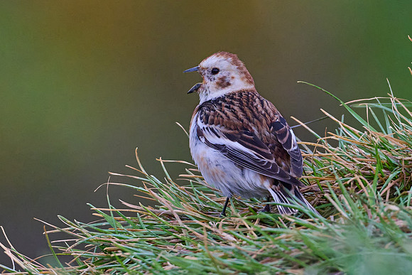 Snow Bunting, Grimsey, June 2025