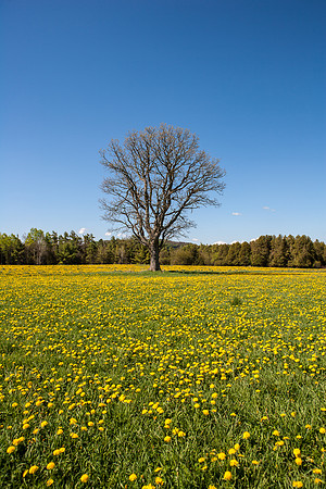 Farm, Richfield Springs, NY
