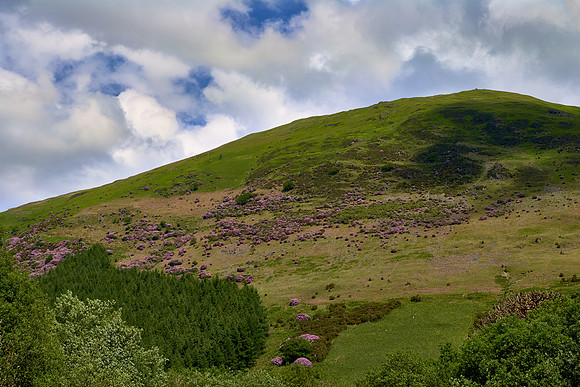 Wales, Spring Rhododendron  & Sheep