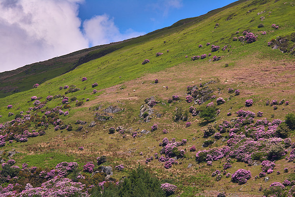 Wales, Spring Rhododendron  & Sheep