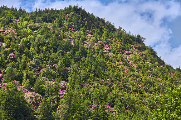 Wales, Spring Rhododendron