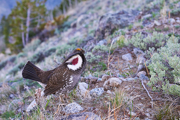 Wyoming, Wind River Range
